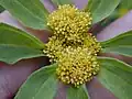Flaveria trinervia