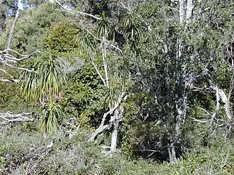 Description de l'image Starr 020226-0032 Pleomele aurea.jpg.