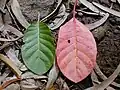 Feuilles