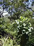 Larges feuilles du C. pubescens