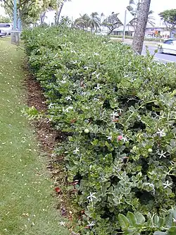 buisson épineux