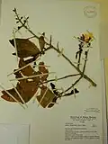 Spécimen en herbier.