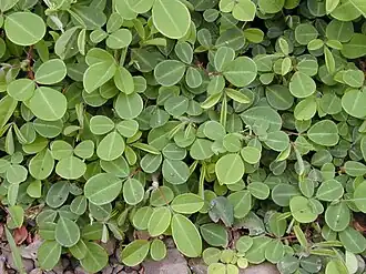 Description de l'image Starr_020803-0111_Desmodium_triflorum.jpg.