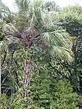 Clusia rosea sur Livistona chinensis