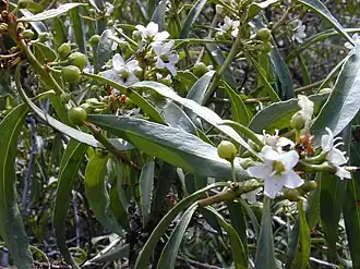 Description de l'image Starr 030202-0083 Myoporum sandwicense.jpg.