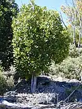 Myrsine