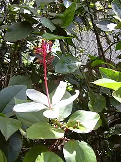 Hibiscus arnottianus.