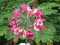 Caesalpinia pulcherrima à fleurs roses.