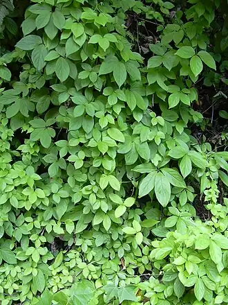 Description de l'image Starr 030807-0029 Dioscorea pentaphylla.jpg.