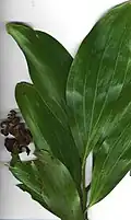 rameau feuillé et vieilles gousses d’Acacia mangium (à Hamakuapoko, Maui, Hawaï)