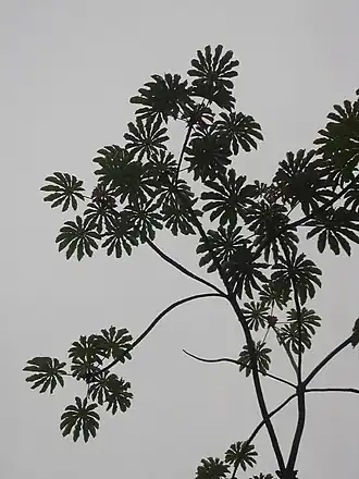 Cecropia obtusifolia.