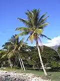 Cocotier cultivé (Cocos nucifera)