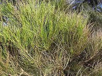 Description de l'image Starr 040120-0213 Casuarina glauca.jpg.