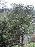 Arbre