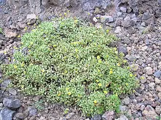 Description de l'image Starr_040514-0227_Bidens_mauiensis.jpg.