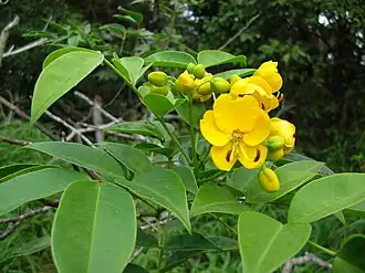 Description de l'image Starr 041113-0723 Senna septemtrionalis.jpg.