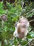 Fruits.