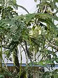 Branchages de S. grandiflora.