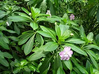 Description de l'image Starr 060604-8148 Impatiens sodenii.jpg.