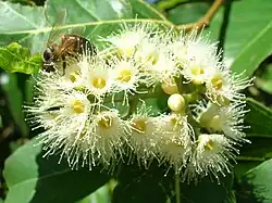 Fleur d'Eucalyptus deglupta.