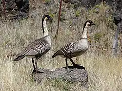 Branta sandvicensis