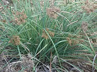 Description de l'image Starr 061106-1425 Cyperus javanicus.jpg.
