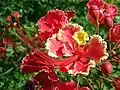 Fleur de Caesalpinia pulcherrima.