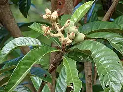 Début de la fructification.