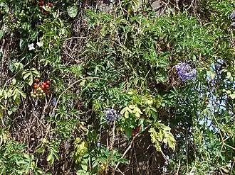 Description de l'image Starr 070228-4903 Solanum seaforthianum.jpg.