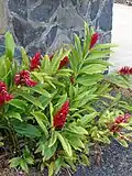 Alpinia purpurata