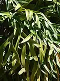 Platycerium sp. (Maui (Huelo)