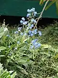 Cynoglossum