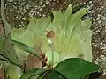Platycerium sp. (Maui (Huelo)