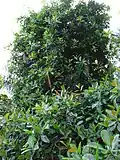Pied de Norantea guianensis en culture au Hana Gardenland (Maui, Hawaii)