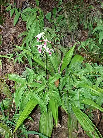 Description de l'image Starr 070405-6793 Phaius tankarvilleae.jpg.