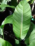 Heliconia stricta (feuille jamaïcaine naine). Lieu : Maui, Kula Ace Hardware et pépinières.
