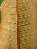Revers d'une feuille