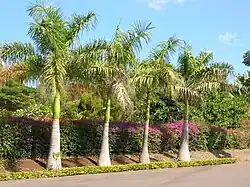 Roystonea regia, une Roystoneeae