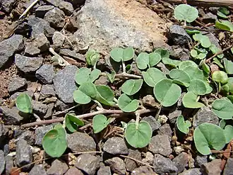 Description de l'image Starr 080415-4020 Dichondra micrantha.jpg.