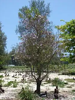 Jeune arbre à Midway.