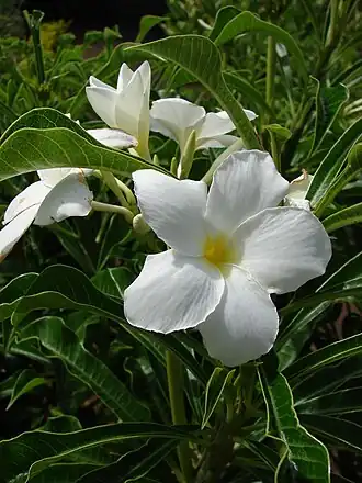 Description de l'image Starr 080716-9386 Plumeria pudica.jpg.