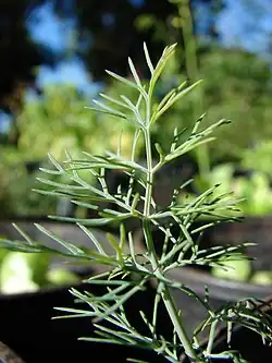 Feuille d'aneth.