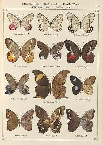 Description de l'image StaudingerSchatzExotischePlate77.jpg.