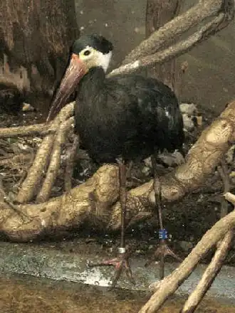 Cigogne de Storm