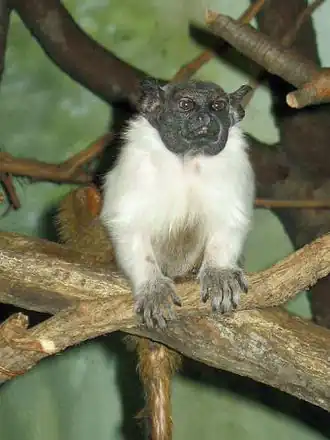 Description de l'image Stavenn Saguinus bicolor 00.jpg.