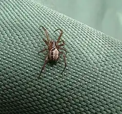 Steatoda nobilis