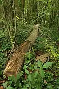 réserve naturelle 'Steenbergse bossen'