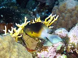 Stegastes partitus