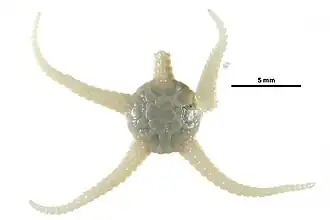 Stegophiura nodosa.