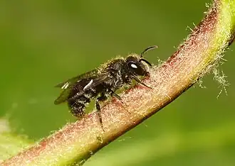Stelis breviuscula